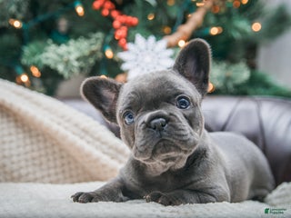 French Bulldog dogs Hazel - Ad 25
