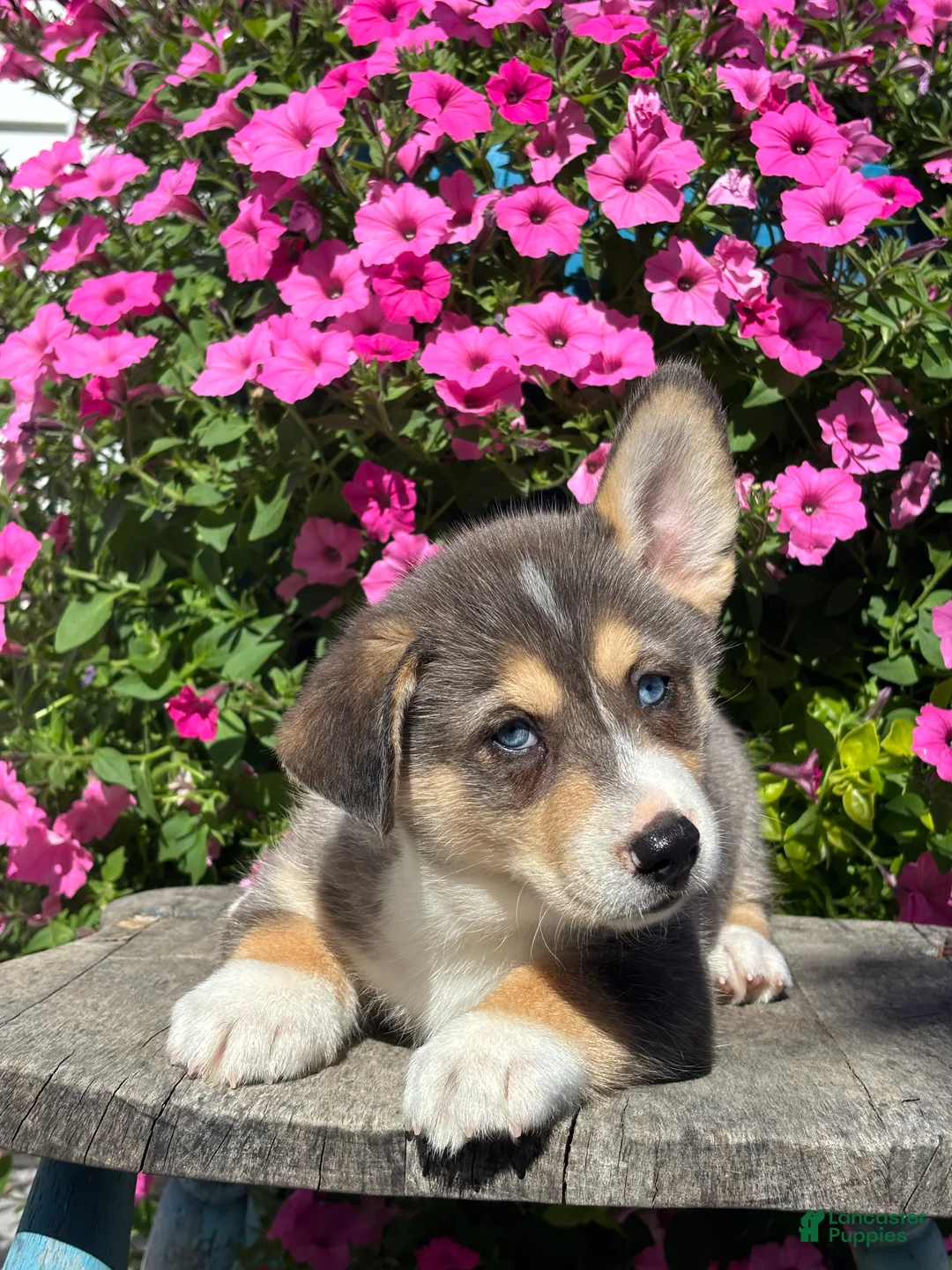Mixed Breed dogs for sale: Rip - Ad 1