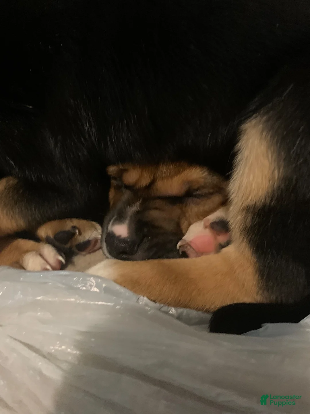 Mixed Breed dogs for sale: Rebel - Ad 2