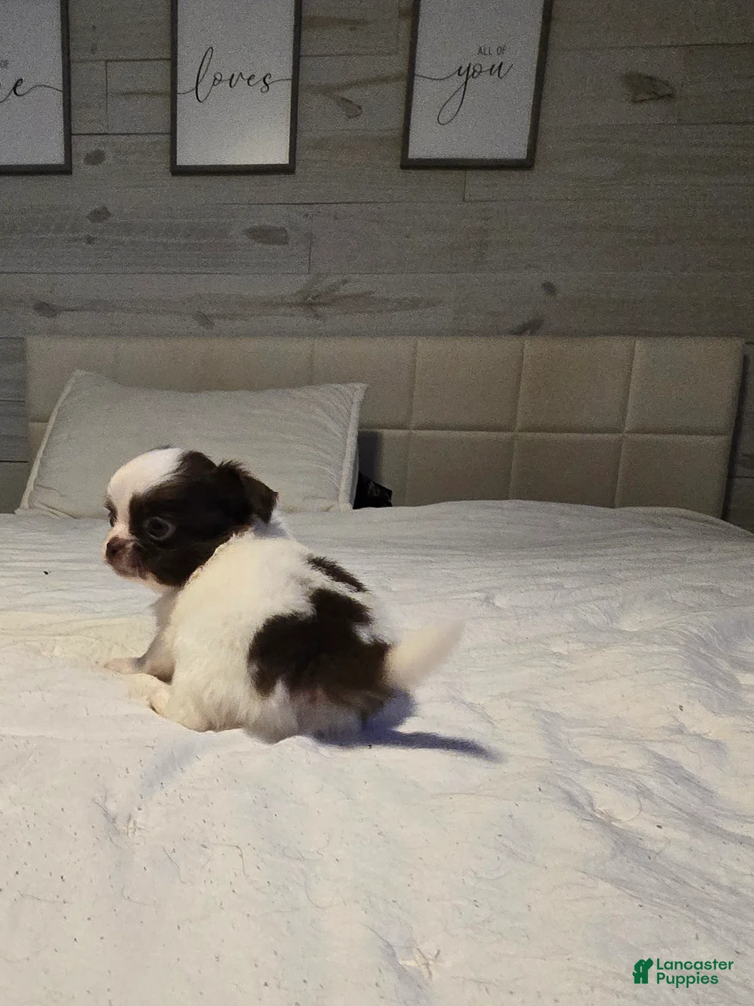 Chihuahua dogs for sale: Basil - Ad 2