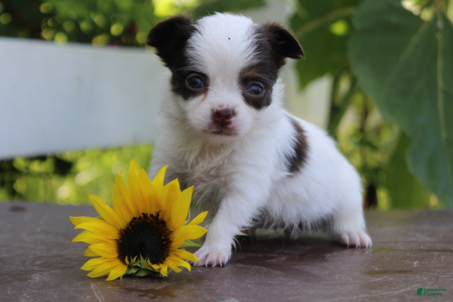 Chihuahua dogs April - Ad 15