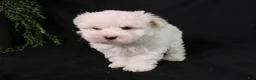 Maltese dogs for sale: Molly - Ad 5