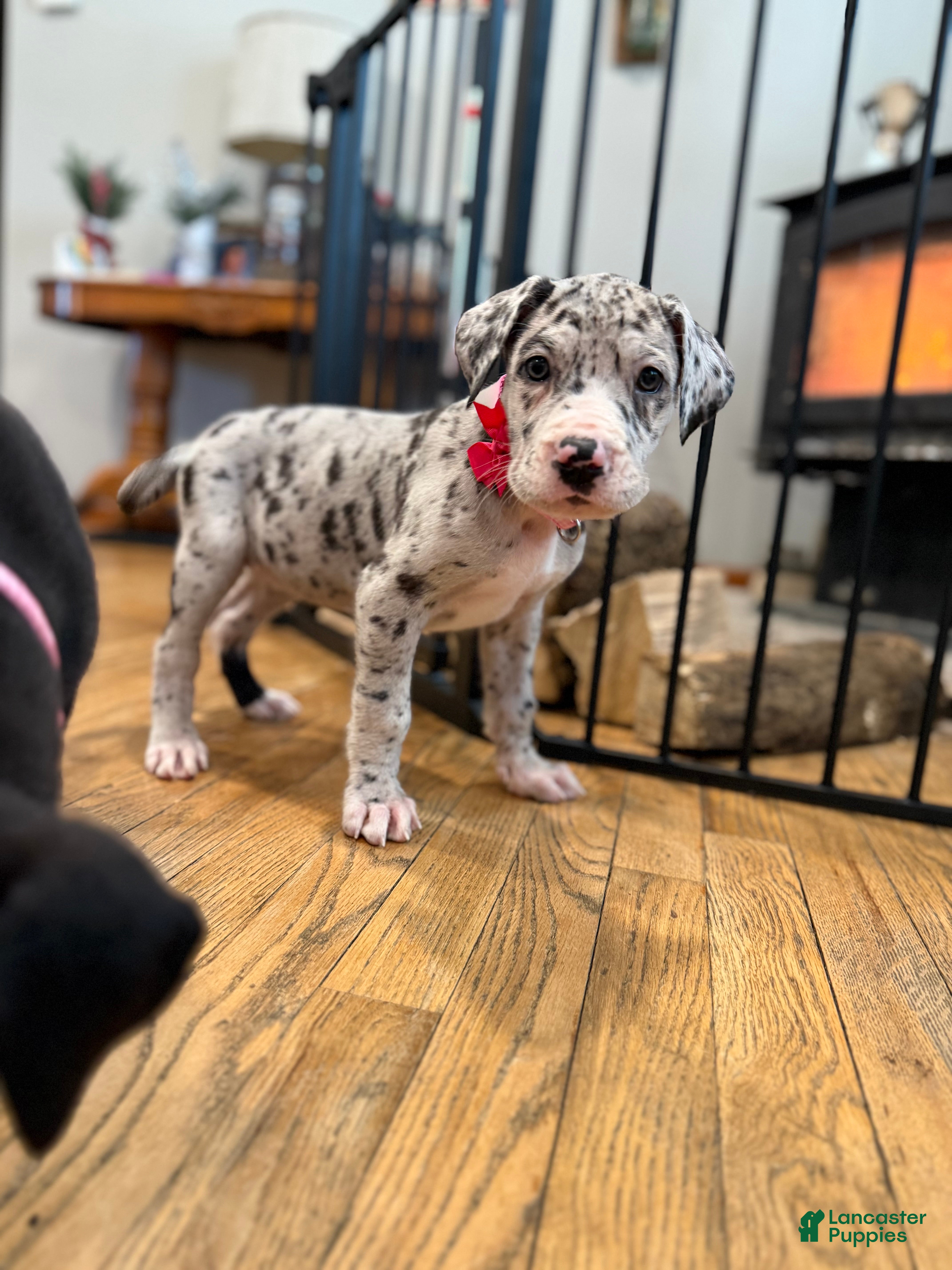 Great Dane dogs Great Dane Puppy 2 - Ad 21