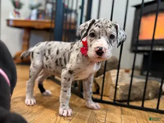 Great Dane dogs Great Dane Puppy 2 - Ad 21