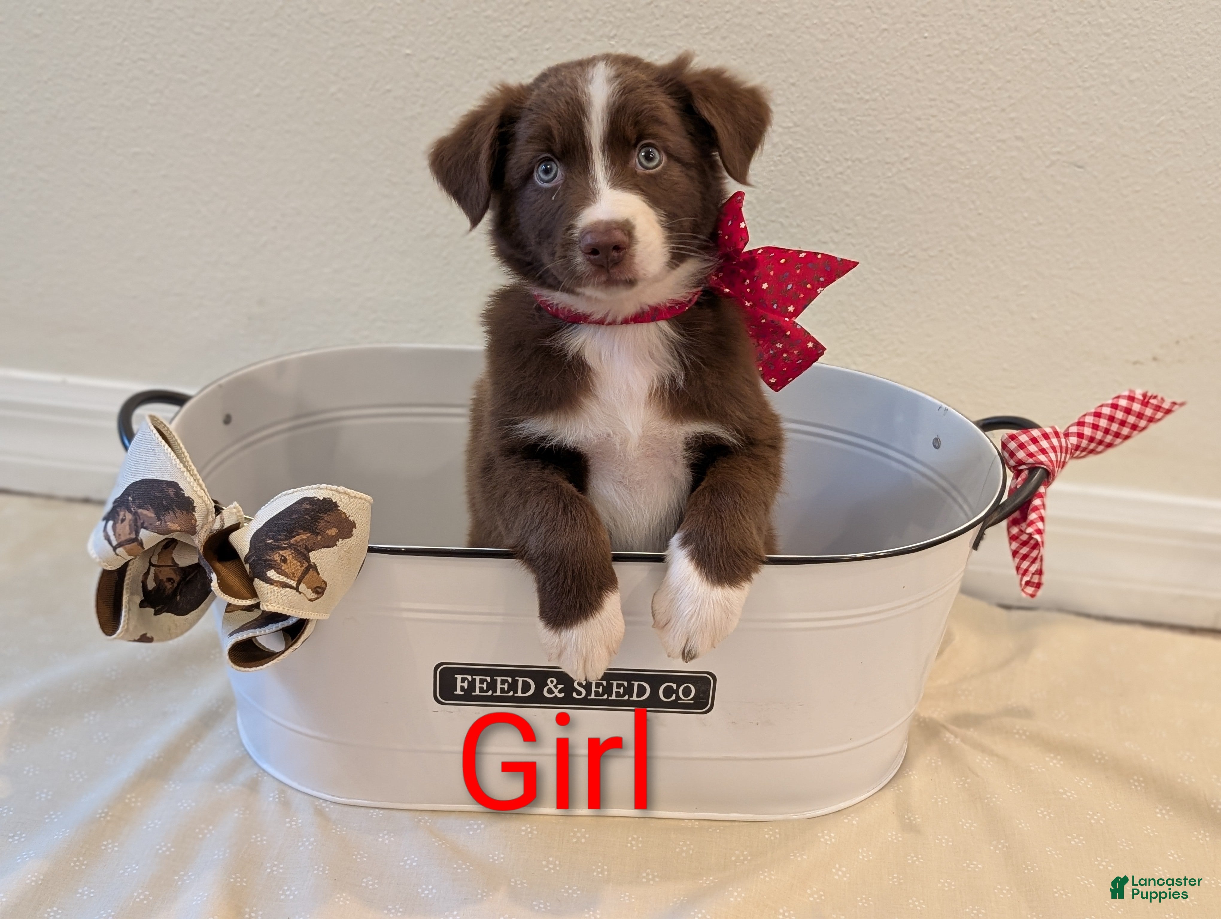 Mixed Breed dogs "Topaz" - Ad 14
