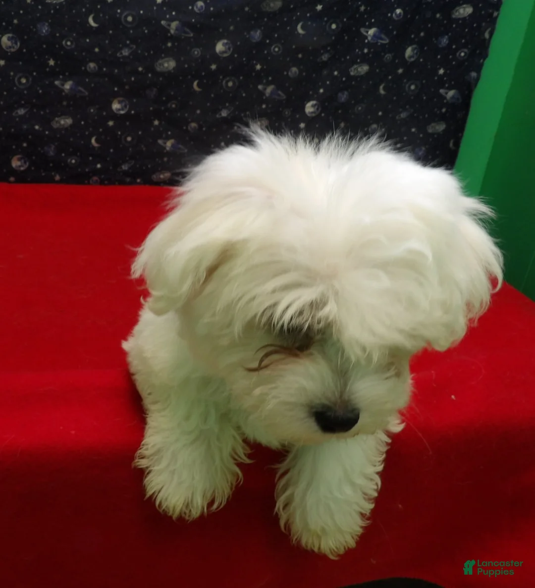 Maltese dogs for sale: Missy - Ad 4