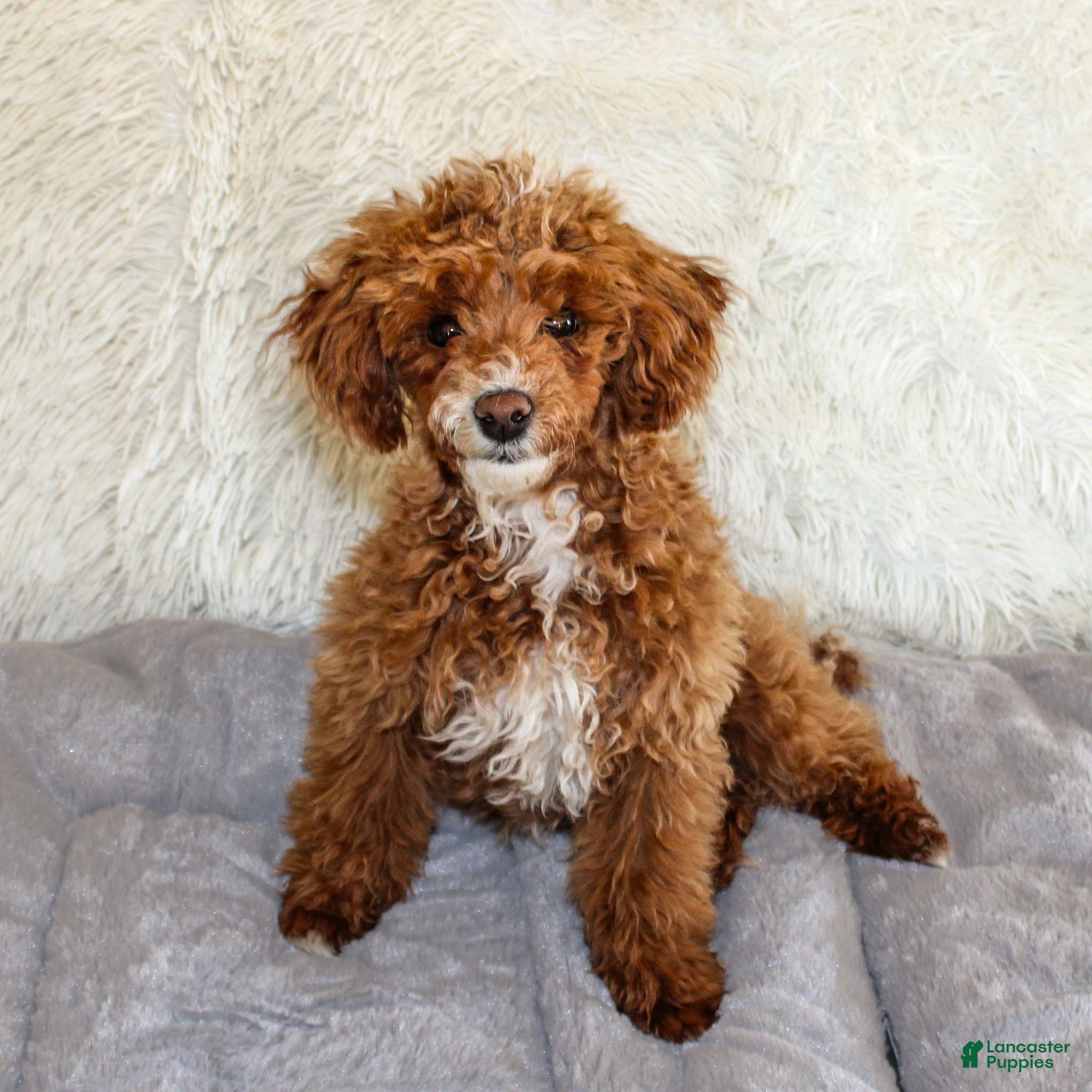 Miniature Poodle dogs Teddy - Ad 27