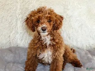 Miniature Poodle dogs Teddy - Ad 27