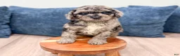 Miniature Poodle dogs for sale: Gabe - Ad 3