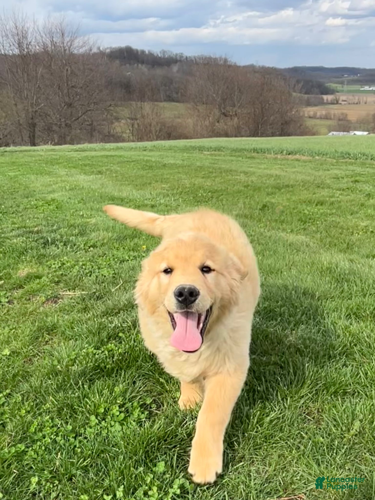 Golden Retriever dogs Charlie  - Ad 2