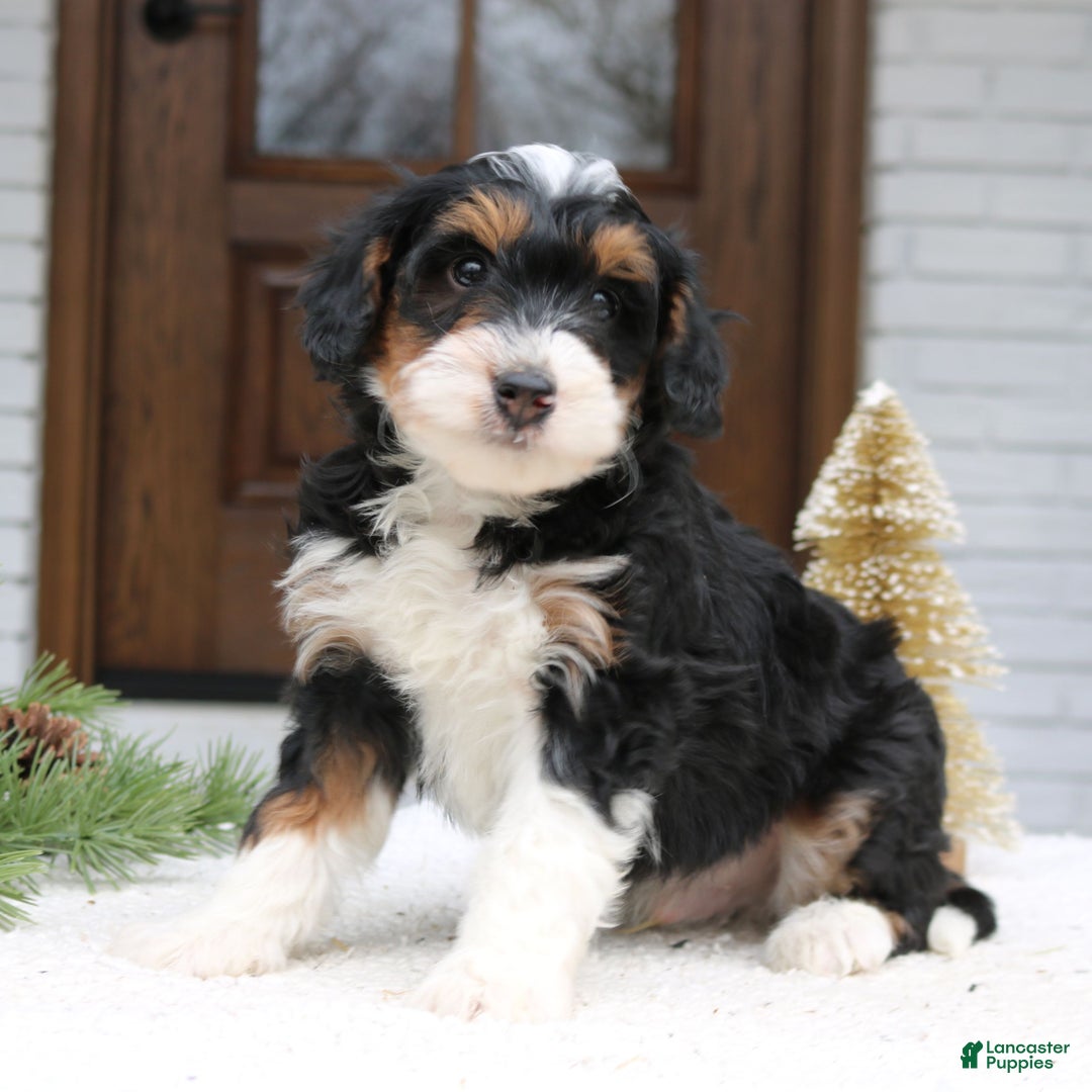 Mini Bernedoodle dogs for sale: Reese  - Ad 2
