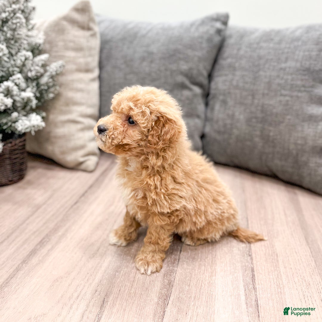 Goldendoodle dogs for sale: Tanner  - Ad 4