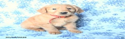 Golden Retriever dogs for sale: Logan - Ad 2