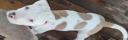 American Pit Bull Terrier dogs for sale: American Pit Bull Terrier 2 - Ad 5