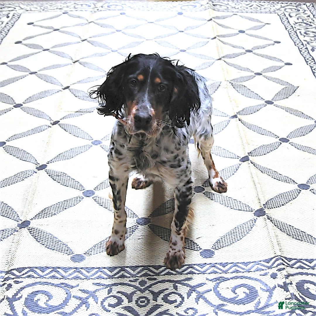 Mixed Breed dogs for sale: Ginger - Ad 5