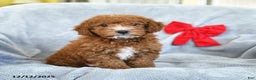 Miniature Poodle dogs for sale: Roscoe - Ad 4