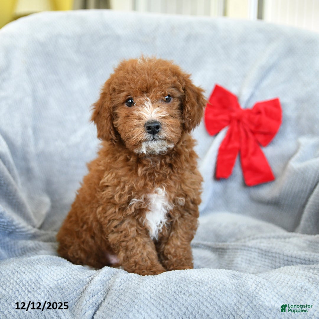 Miniature Poodle dogs for sale: Roscoe - Ad 4