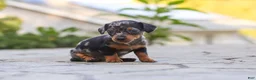 Mixed Breed dogs for sale: Beau - Ad 2