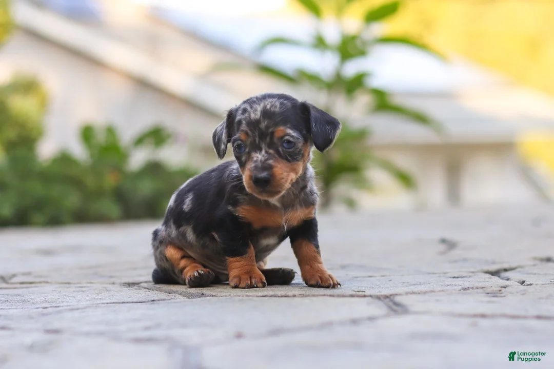 Mixed Breed dogs for sale: Beau - Ad 2