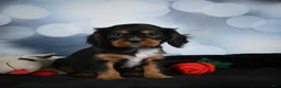 Cavalier King Charles Spaniel dogs for sale: Clyde - Ad 7