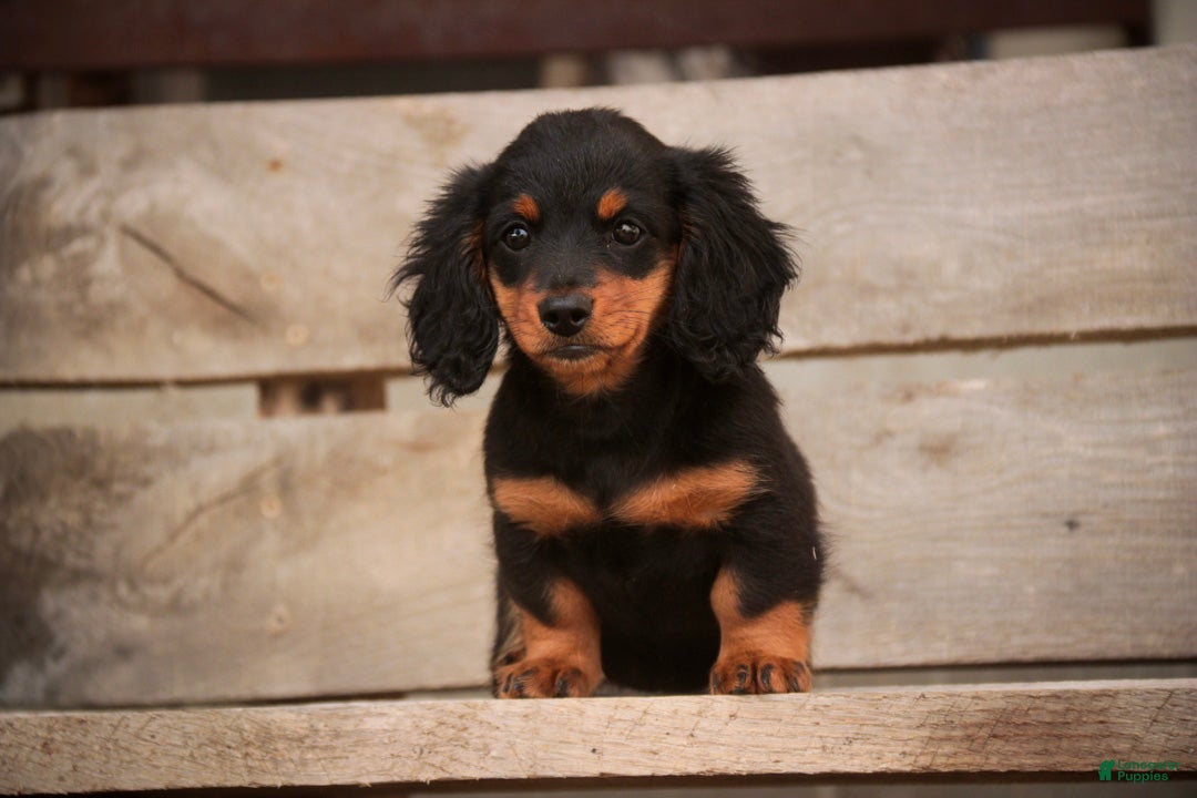 Miniature Dachshund dogs Sally Miniature Dachshund  - Ad 2