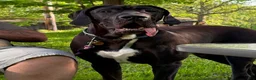 Great Dane dogs for sale: Dove  - Ad 8