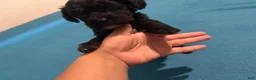 Mixed Breed dogs for sale: 2 Mixed Breed famale dark brown  - Ad 11