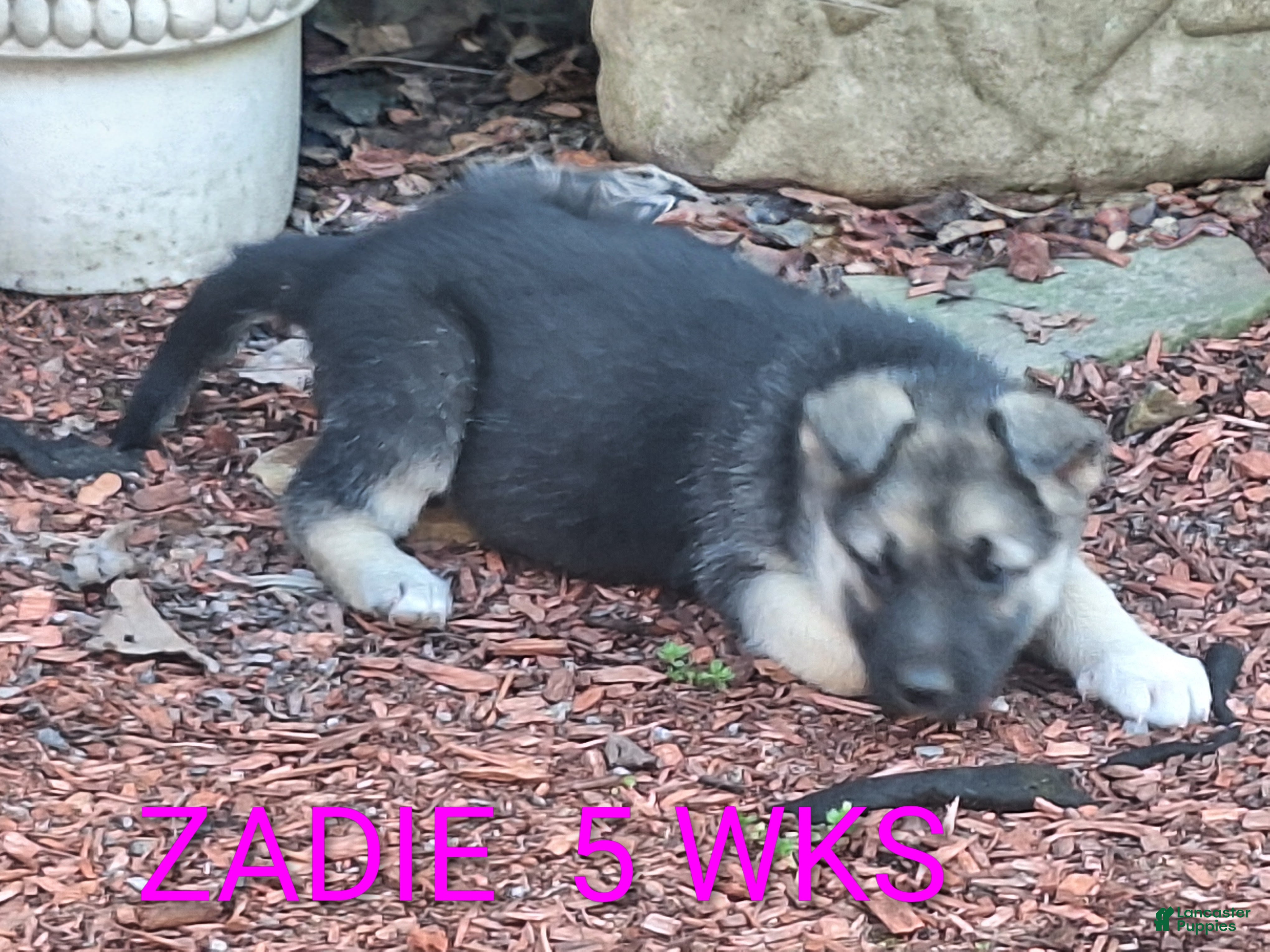 German Shepherd dogs Zadie - Ad 2