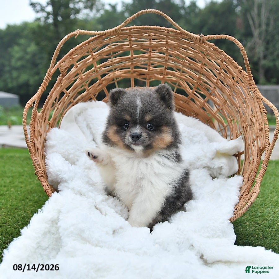 Pomeranian dogs Lori - Ad 2