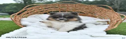 Pomeranian dogs for sale: Lori - Ad 2