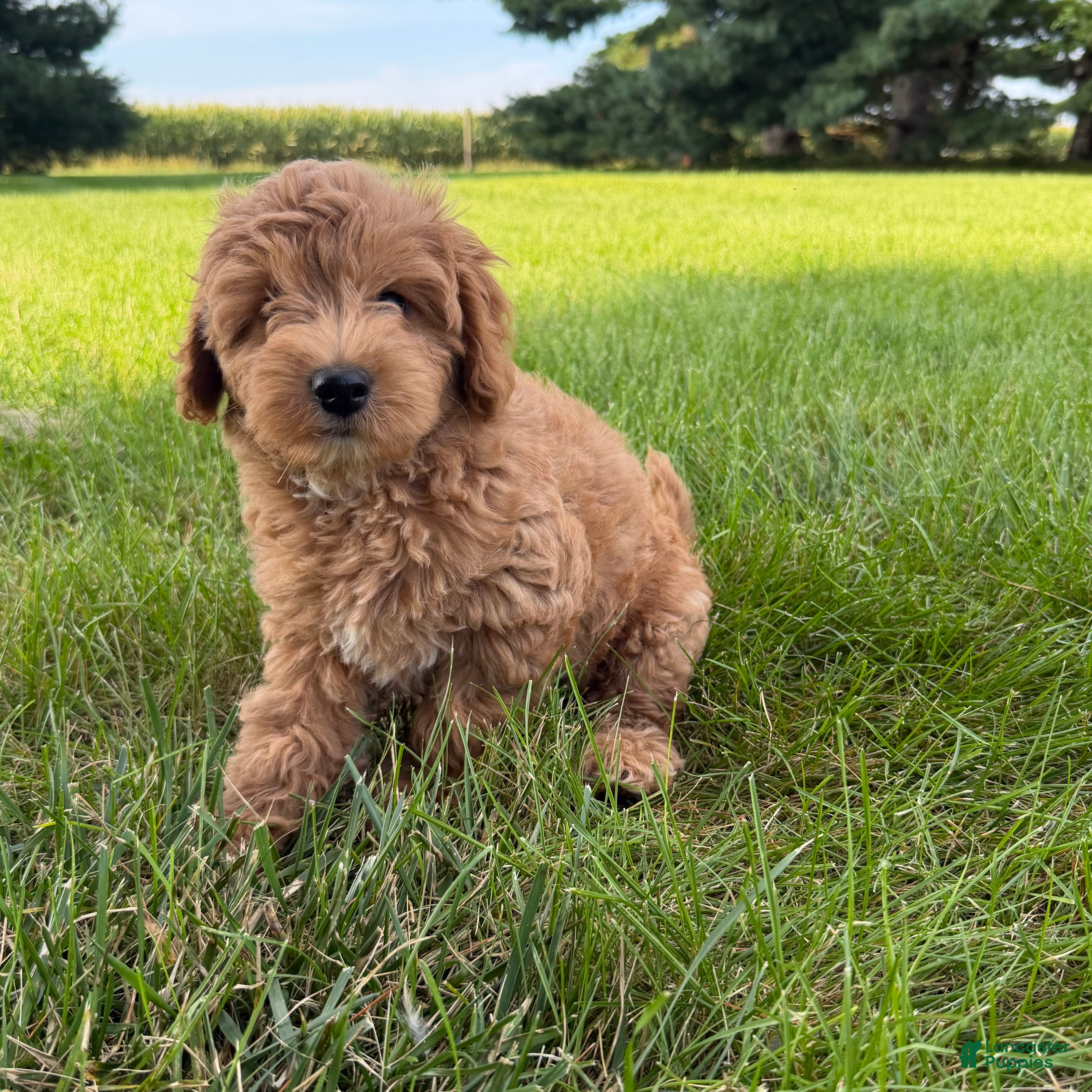 Mini Goldendoodle dogs Lexi Mini Goldendoodle  - Ad 1