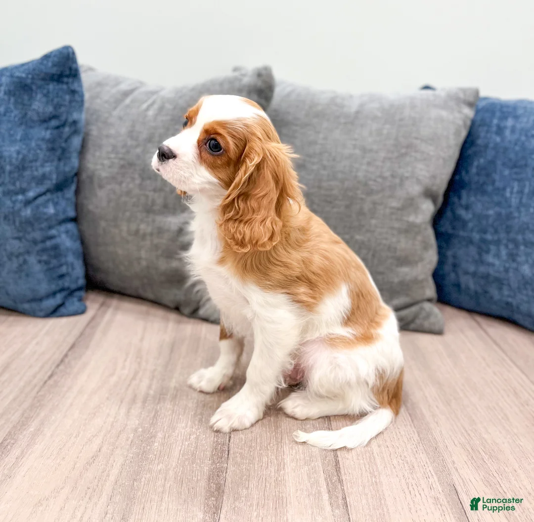 Cavalier King Charles Spaniel dogs for sale: Quincy - Ad 3
