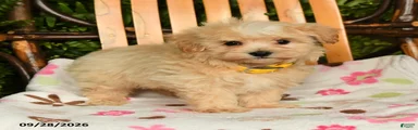 Murphy