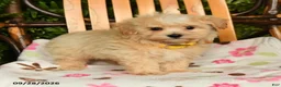 Maltipoo dogs for sale: Murphy - Ad 1