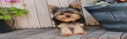 Yorkshire Terrier dogs for sale: Spunky - Ad 2