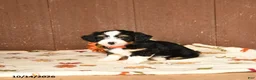 Mini Bernedoodle dogs for sale: Ken  - Ad 2