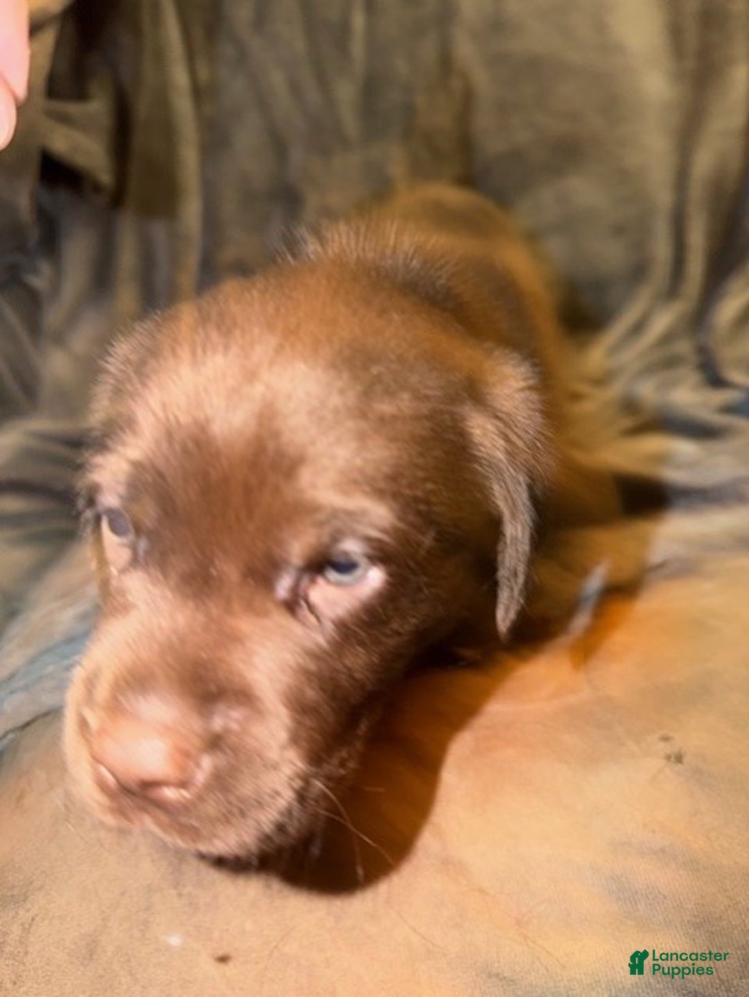Labrador Retriever dogs for sale: Labrador Retriever Puppy 4 - Ad 2