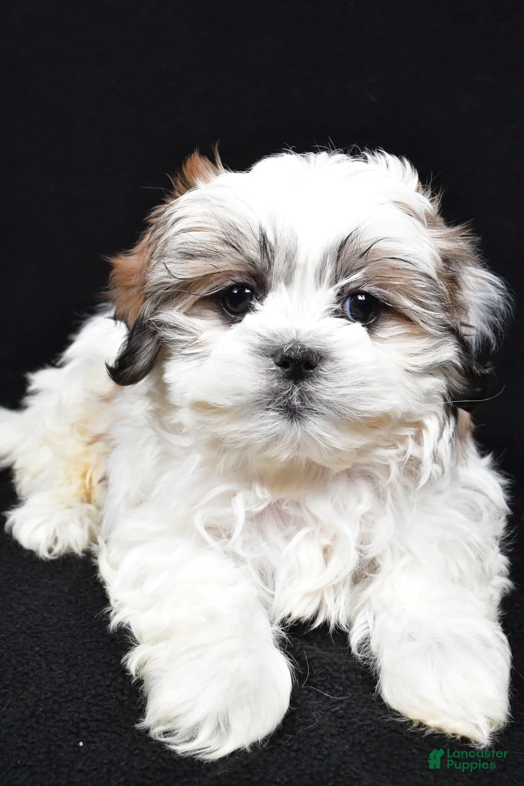 Teddy Bear dogs for sale: Eddy - Ad 4