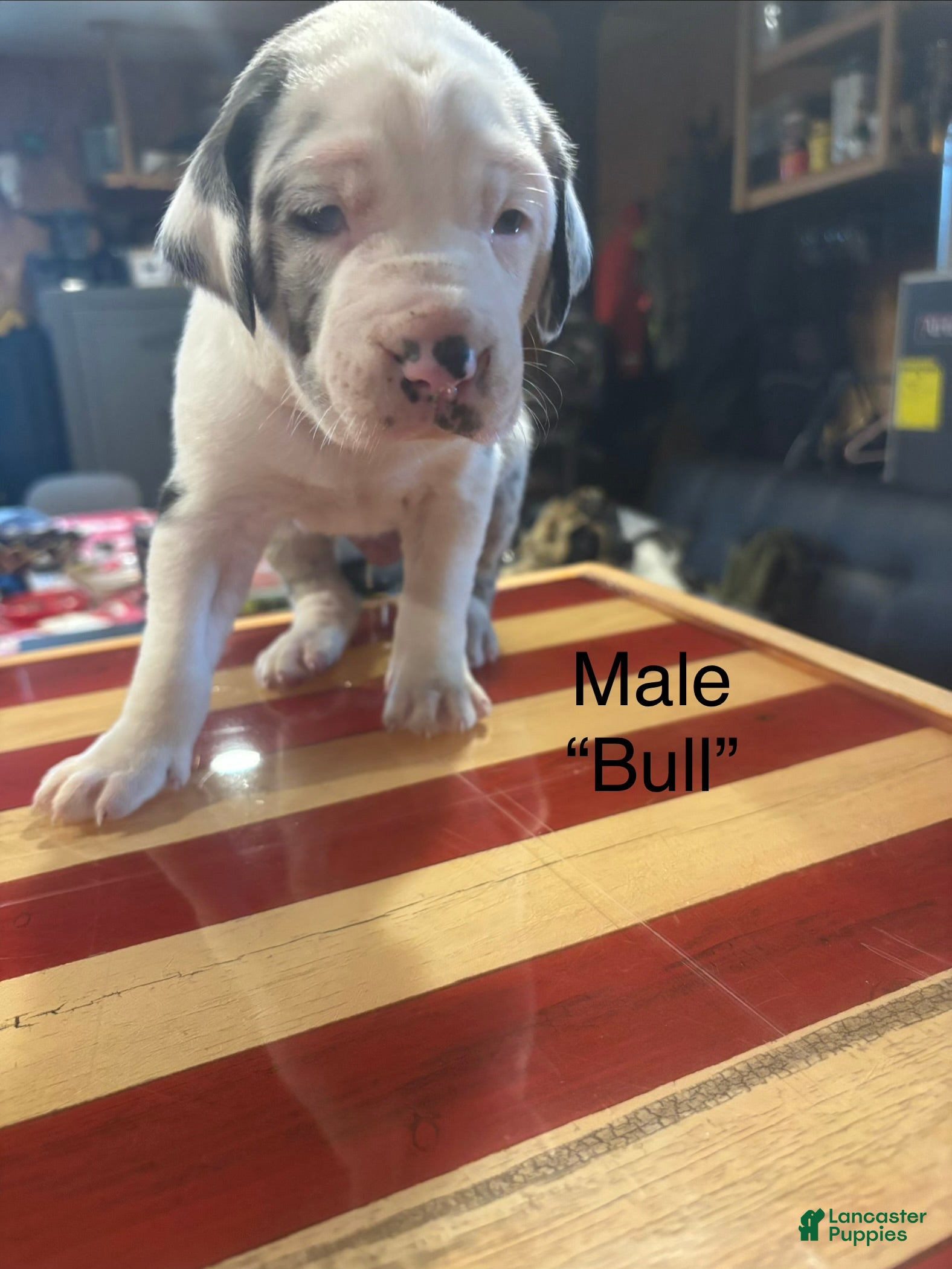 Catahoula Leopard Dog dogs Catahoula Leopard Dog "Bull" - Ad 2