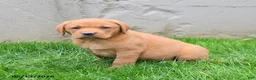 Labrador Retriever dogs for sale: Elvin - Ad 3