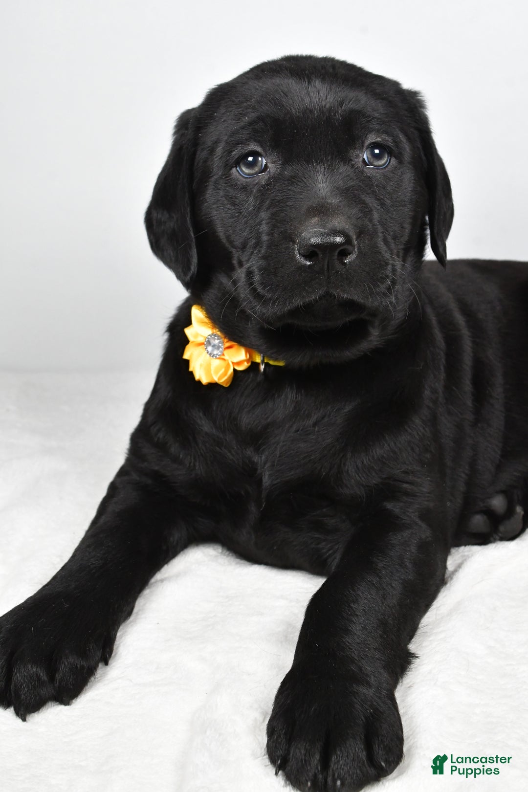 Labrador Retriever dogs for sale: Nellie - Ad 4