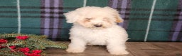 Mini Bernedoodle dogs for sale: Rudolph - Ad 9