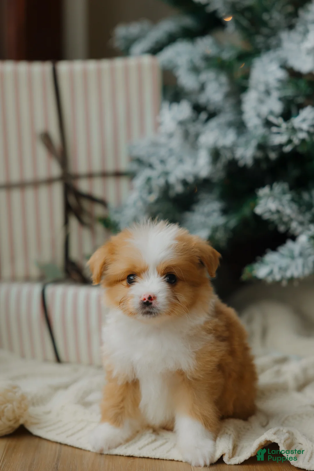 Mixed Breed dogs for sale: Honey Bear  - Ad 4