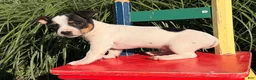 Jack Russell Terrier dogs for sale: Spot  - Ad 3