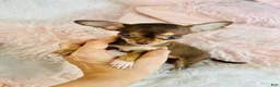 Chihuahua dogs for sale: Chihuahua  Hand Delivery Available - Ad 2