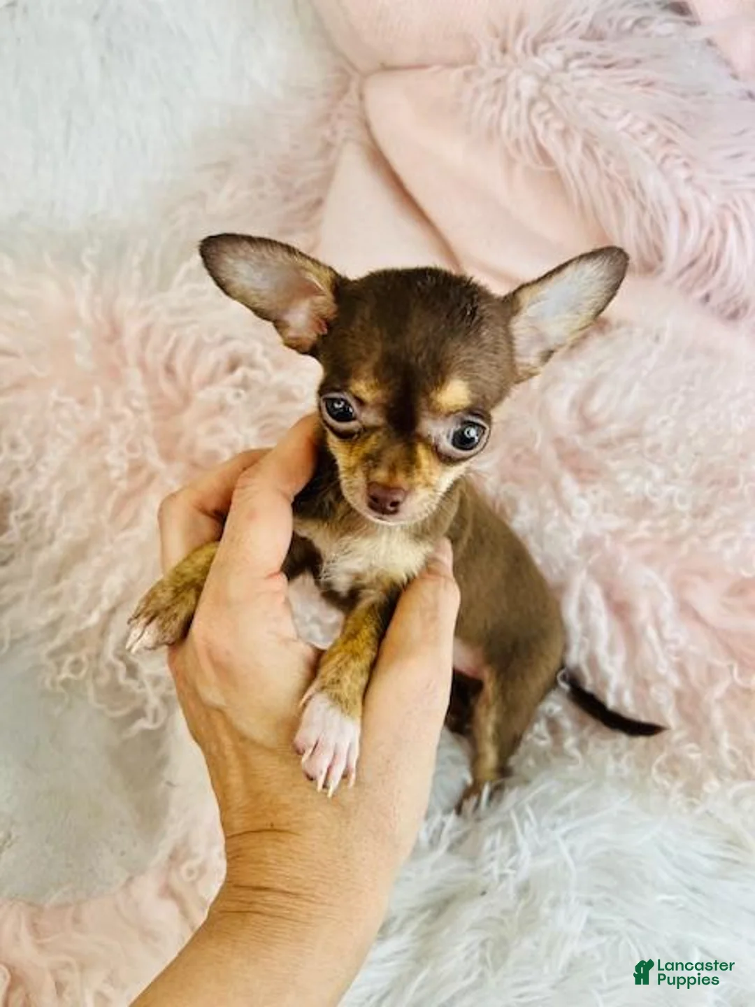 Chihuahua dogs for sale: Chihuahua  Hand Delivery Available - Ad 2