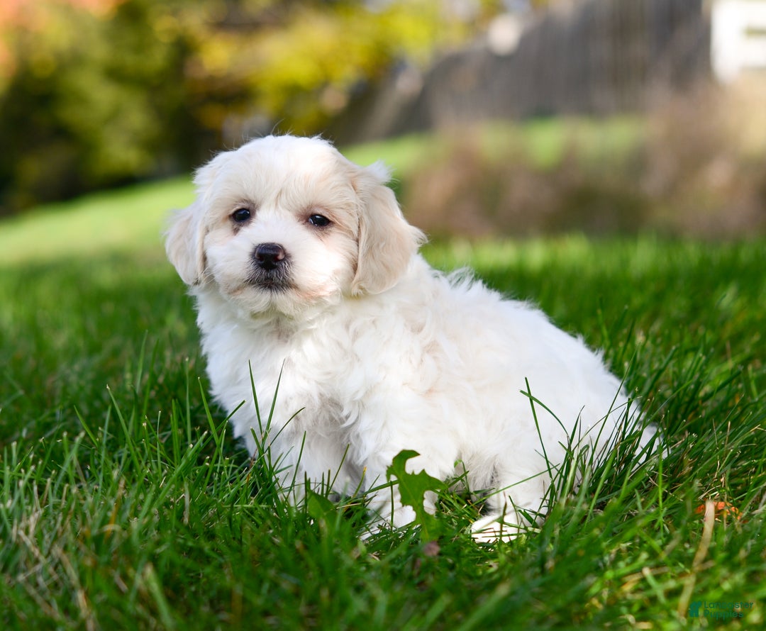 Teddy Bear dogs for sale: Fergus - Ad 8