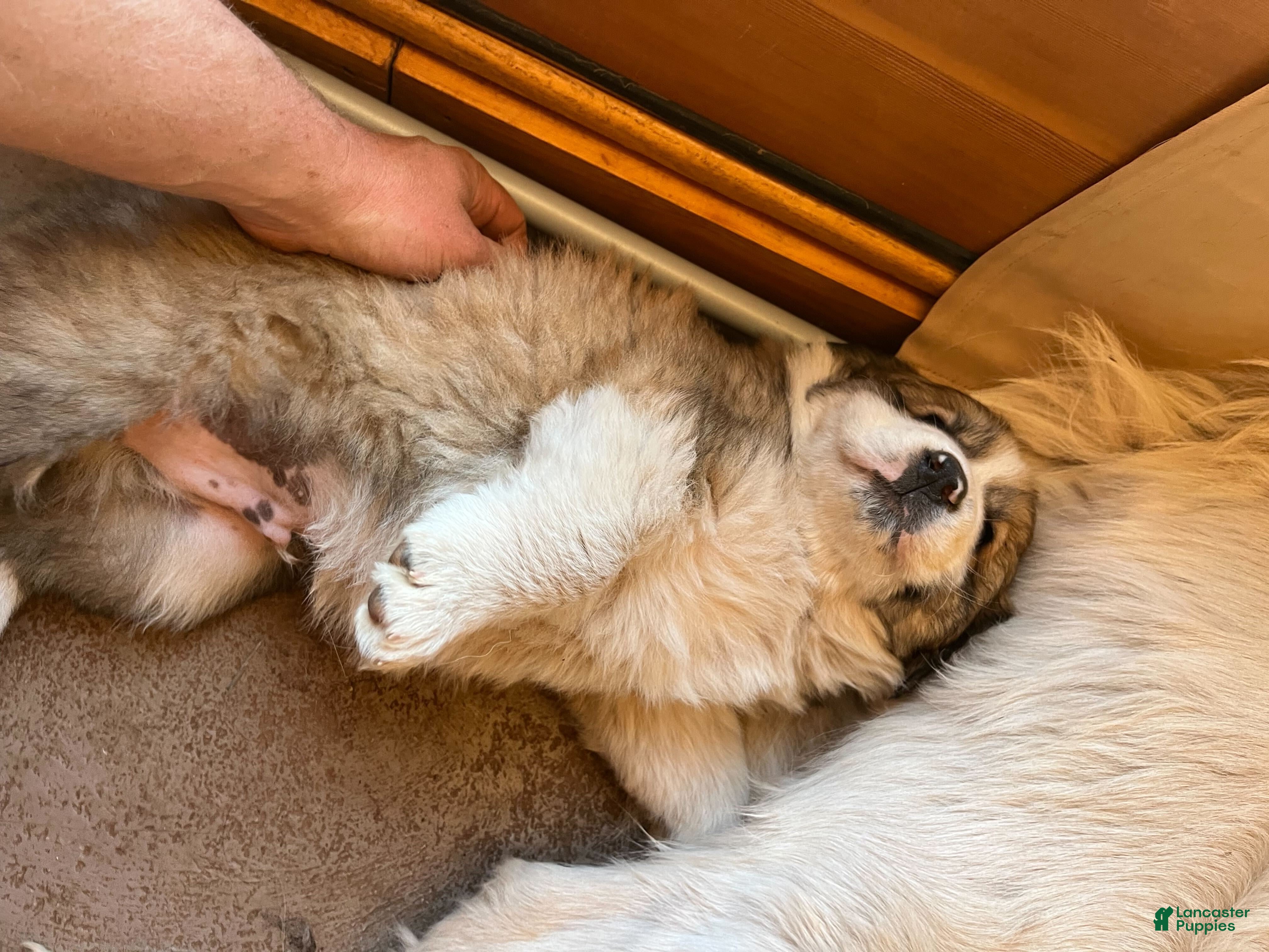 Mixed Breed dogs Finn - Ad 2