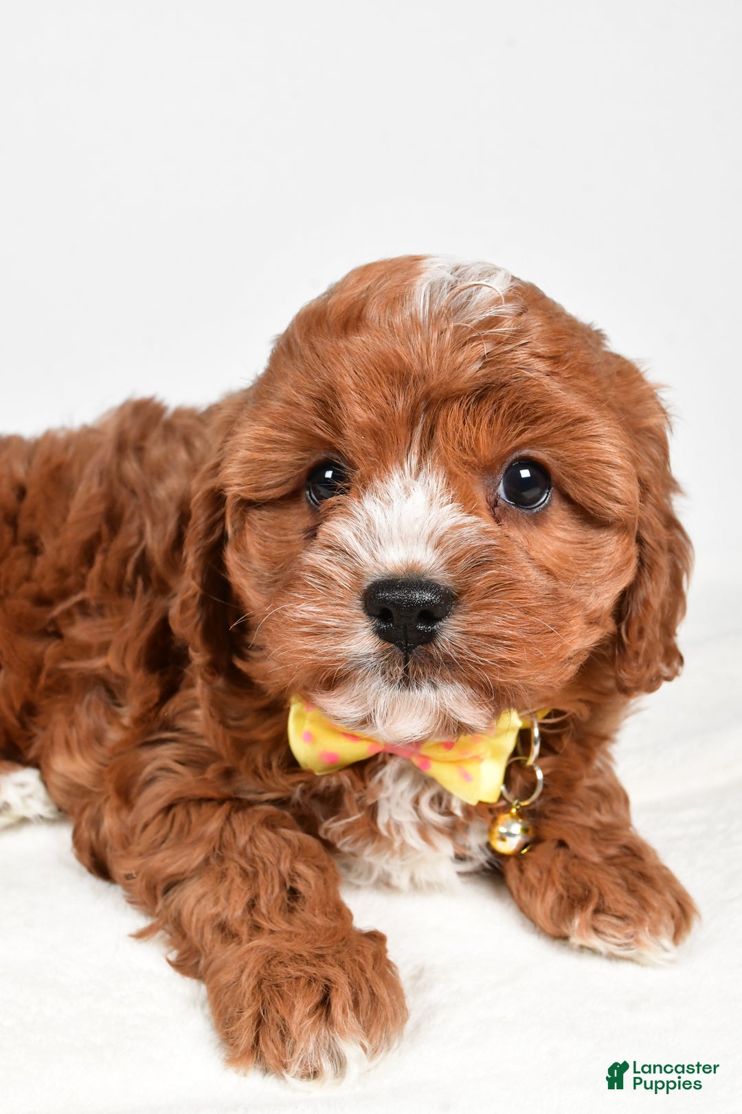 Cavapoo dogs for sale: Joey - Ad 5