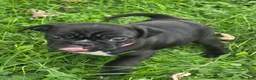 Mixed Breed dogs for sale: Millie - Ad 3